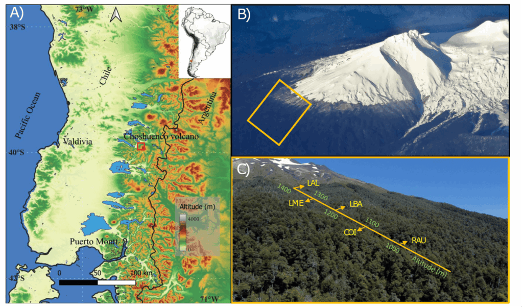 Figura 1. A) Ubicación del área de estudio (rectángulo rojo) cerca de los 40°S, en la vertiente noroccidental del volcán Choshuenco en los Andes el sur de Sudamérica. B) Vista panorámica de la vertiente noroccidental del volcán Choshuenco, con el rectángulo naranjo indicando el transecto altitudinal estudiado en los bosques de Nothofagus. Esta foto fue tomada en invierno, cuando lenga (Nothofagus pumilio) pierde sus hojas, lo que explica el tono grisáceo en la parte superior del transecto. C) Transecto altitudinal de las cronologías de ancho de anillos desarrolladas, entre los 1400 y 1000 m de altitud. Tres sitios de N. pumilio: LAL (lenga alta), LME (lenga media) y LBA (lenga baja). Además de un sitio de N. dombeyi COI (coigüe) y uno de N. alpina RAU (raulí).
