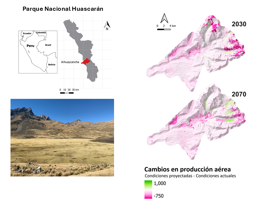 Figura 1. Ubicación del área de estudio y bofedales del valle de Arhuaycancha (izquierda). Cambios potenciales en la producción primaria neta aérea en 2030 y 2070 bajo el escenario RCP 4.5 respecto a 2020 (derecha). Los tonos verdes indican incrementos en la producción primaria neta aérea y el fucsia, disminuciones.