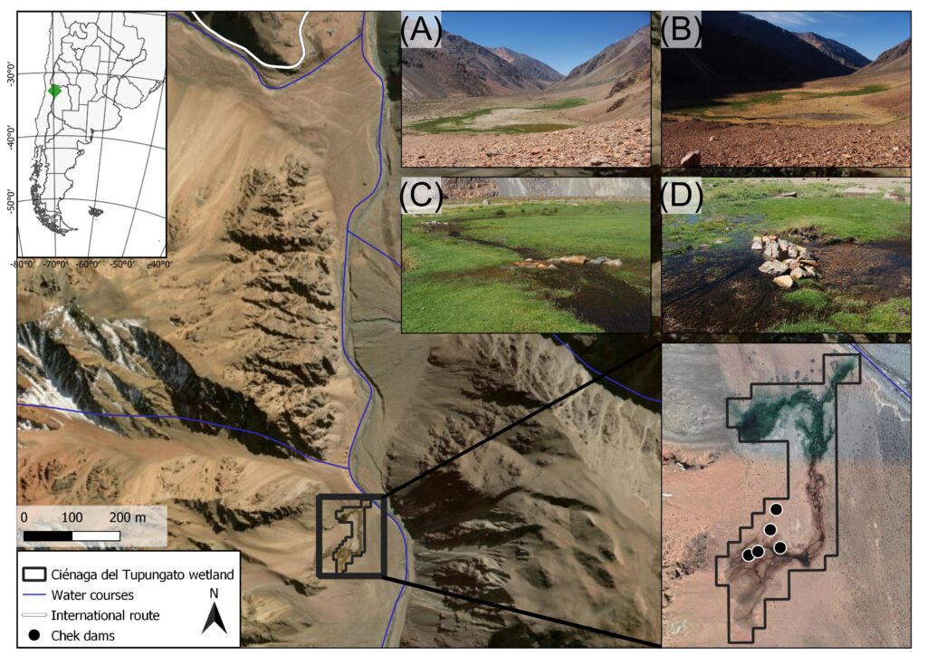 Figura 1. Área de estudio. Ciénaga del Tupungato y contexto regional. (A, B) El humedal antes y después de las intervenciones de restauración; (C, D) Tipo de diques de retención (check dams) construidos.