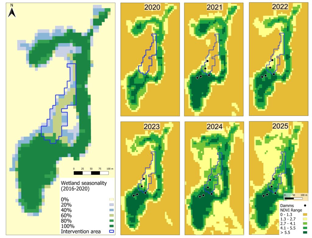 Figura 2. Dinámica estacional del humedal y mosaicos NDVI Estacionalidad del humedal (2016–2020) y mosaicos anuales de NDVI (2020–2025) en la Ciénaga del Tupungato. El área de intervención se muestra delimitada en azul y los puntos negros indican la ubicación de los diques de retención. El panel izquierdo presenta la persistencia estacional de la vegetación del humedal a partir de álgebra de mapas NDVI, destacando el área seleccionada como zona local de intervención (polígono azul). El flujo del agua ocurre en dirección noreste.